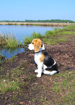 Beagle im Moor